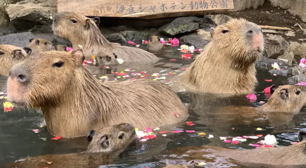 伊豆シャボテン動物公園グループ