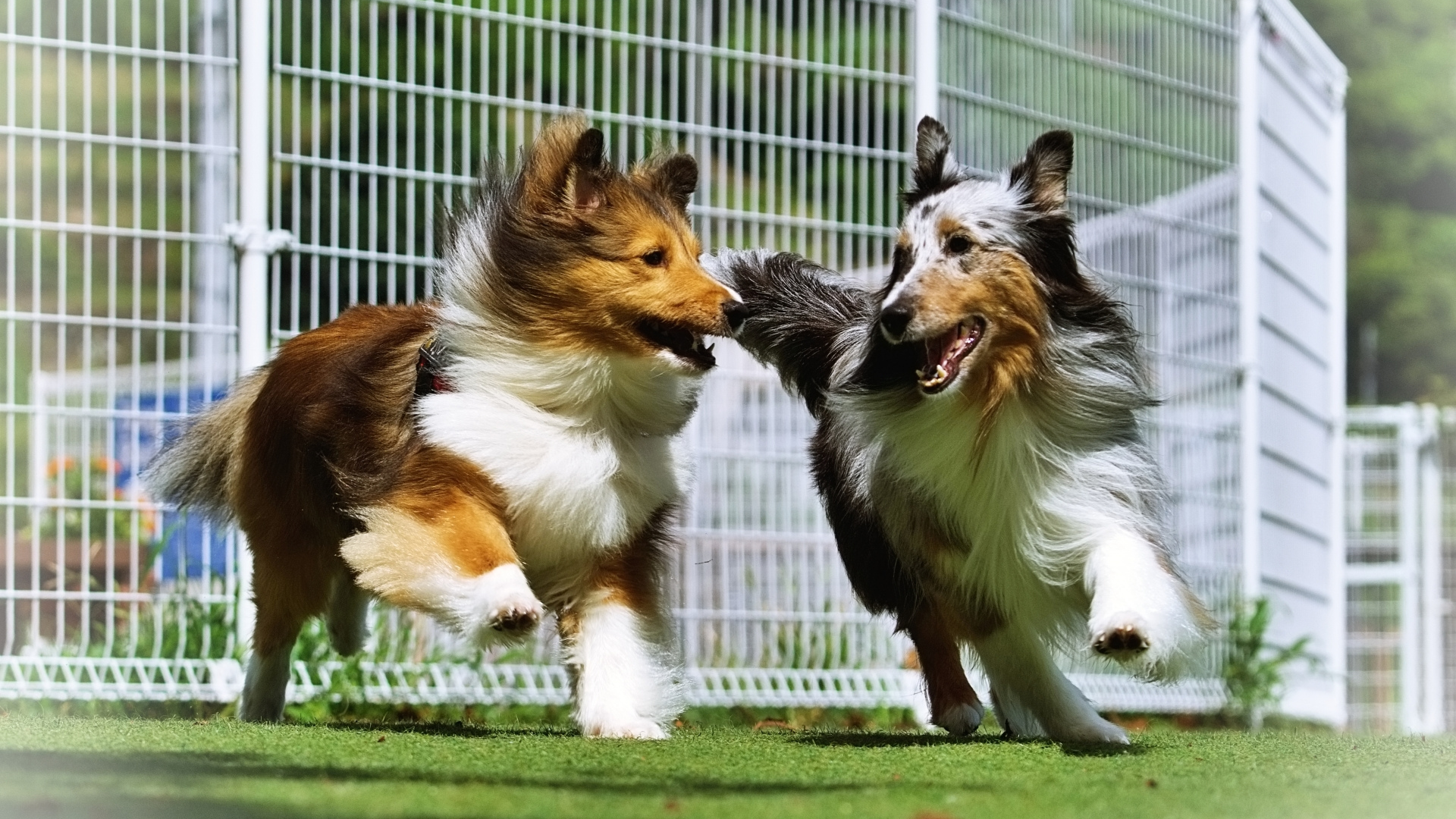 愛犬と楽しめるイベント「Fan Fun Day 2025」開催決定！ | 【Solana 